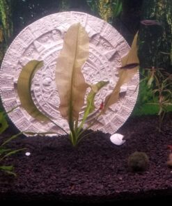 Aponogeton Ulvaceus Bulb - Aquarium Plant for Aquariums with temperatures Under 72F 48 71Gr6tl3frL