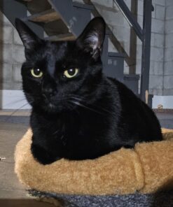 MidWest Homes for Pets Dog Bed 22L-Inch White Cinnamon Dog Bed or Cat Bed w/ Comfortable Bolster | Ideal for XS Dog Breeds & Fits a 22-Inch Crate | Easy Maintenance Machine Wash & Dry 33 71GrXmUcoCL