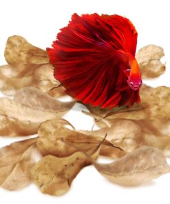 SunGrow 50 pcs Catappa Indian Almond Leaves for Betta Fish Tank Aquarium, 2” Water Conditioner Leaves, Leaf Also Suitable for Shrimp, Goldfish, Guppy and Frogs 50 Leaves 37 71Gw6Hb6MWL