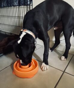 Outward Hound Fun Feeder Slo Bowl, Slow Feeder Dog Bowl, Medium/Mini, Orange 25 71Gw6KAgpL
