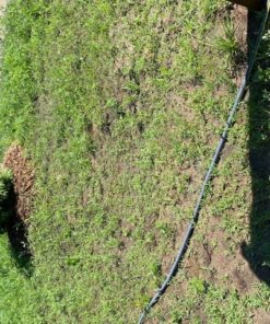 Eden Brothers All Perennial Wildflower Mixed Seeds for Planting, 1/4 lb, 120,000+ Seeds with Lupine, Shasta Daisy | Attracts Pollinators, Plant in Spring or Fall, Zones 3, 4, 5, 6, 7, 8, 9, 10 1/4 Pound 50 71GwNN BEVL