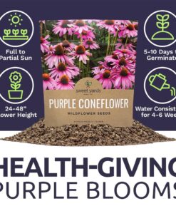 Purple Coneflower Seeds – Extra Large Packet – Over 3,000 Open Pollinated Non-GMO Wildflower Seeds – Echinacea purpurea 1 Ounce Pouch 21 71GwzjhxAHL
