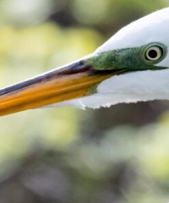 Nikon D500 DX-Format Digital SLR with 16-80mm ED VR Lens Black 60 71GxnXSLIzL