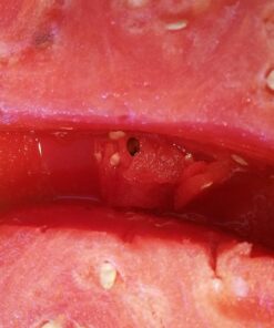 BCI Watermelon Slicer Corer Cutter Knife Tongs with Silicon Handle and Two Headed Melon Baller Set 52 71GzrmVK4JL