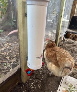 Royal Rooster 1 Gallon Automatic Twin Chicken Waterer with 2 Gravity-Feed Valve-Operated Drinking Cups - Indoor and Outdoor Coop Hanging Chicken, Duck and Poultry Water Dispensing System 21 71H2lX5m25L