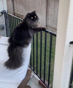 GoPets Dematting Comb with 2 Sided Professional Grooming Rake for Cats & Dogs 32 71H52H8FbkL