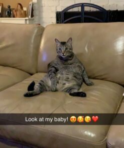 FELINE GREENIES Natural Dental Care Cat Treats Oven Roasted Chicken Flavor, 5.5 oz. Pack 37 71H6zdt5 RL