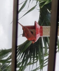 Roamwild PestOff Red Squirrel Proof Cardinal Bird Feeder Mixed Seed Sunflower Heart Version - RED - 3LBS Seed Capacity – 20.5”x7.5”x7.5” (w/Hanger) 33 71H710HCIbL