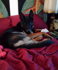 Diamond Naturals Dry Food for Adult Dog, Beef and Rice Formula, 40 Pound Bag (074198608331) 40 Pound (Pack of 1) 37 71HDDgTaxL