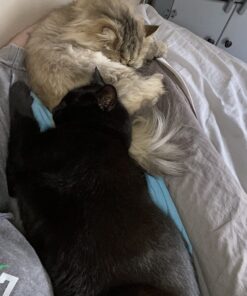 Sunbeam XL Heating Pad for Back, Neck, and Shoulder Pain Relief with Auto Shut Off and 6 Heat Settings, Extra Large 12 x 24", Green 32 71HFtb466DL