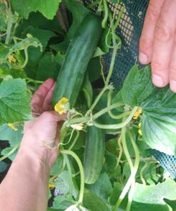 Survival Essentials Ultimate Heirloom Seed Vault, 144 Variety Packed in Superior Ammo Can, Over 23k Garden Seeds for Planting Vegetables and Fruits, for Survival and Emergency Supply, Non-GMO 27 71HIoV6 ADL