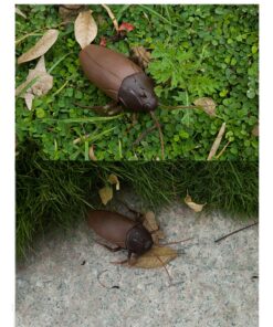 Giveme5 Infrared Remote Control Mock Big Fake Cockroach RC Toy Prank Insects Joke Scary Trick Bugs for Party 14 71HJn9c5KPL