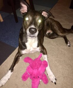 KONG - Cozie™ Rosie Rhino - Indoor Cuddle Squeaky Plush Dog Toy - For Medium Dogs 34 71HKbLOBfJL