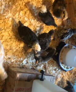 Olba B.V. Plastic Drinking Bottle with Hinged Lid, 1 Litre 10 71HNlhbFkkL