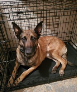 MidWest Homes for Pets Newly Enhanced  Double Door iCrate Dog Crate, Includes Leak-Proof Pan, Floor Protecting Feet, Divider Panel & New Patented Features 36 inch (Pack of 1) 40 71HOphmguTL 1