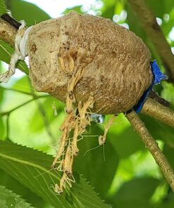 BioLogic Company, Inc. Praying Mantis Egg Cases - 2 Extra Large Cases 44 71HOqrjCHL