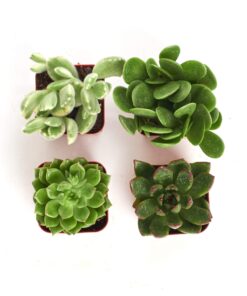 Shop Succulents Verde Succulent Plant Pack Collection - Live Mini Succulent Plants, Low Maintenance, Mix of Green Succulents & Textures - Wedding and Party Favors, Gift & Garden, Pack of 4 4-Pack 15 71HOxCm1ogL