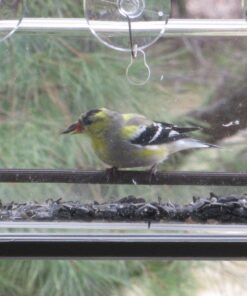 Tranquil Outdoors Large Acrylic Window Bird Feeder: Strong Removable Suction Cup Mounted Outdoor Bird House Feeder, Clear Birdfeeders for Large & Small Birds. Best See Thru Feeder for Bird Watching 81 71HPzZnyUhL