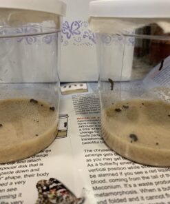 10 Live Caterpillars Shipped Now: Butterfly Kit Refill 54 71HR1cIcgzL