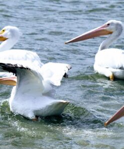 Canon EF-S 55-250mm f/4.0-5.6 is II Telephoto Zoom Lens Base Standard Packaging 62 71HSe1AHaSL