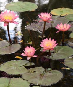 Nikon D3300 DX-format DSLR Kit w/ 18-55mm DX VR II & 55-200mm DX VR II Zoom Lenses and Case (Black) 44 71HSiZBafSL