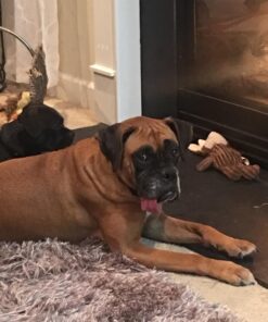 Seek Thermal CompactXR – Outdoor Thermal Imaging Camera for iOS, Black (LT-AAA) 72 71HUrlppZPL