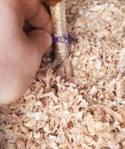 20 Chicken Charm Poultry Leg Bands - Includes Americas Favorite Super Hero's 33 71HVZPzIgpL