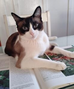 FELINE GREENIES Natural Dental Care Cat Treats Tempting Tuna Flavor, 2.1 oz. Pouch 2.1 Ounce (Pack of 1) 31 71HXFgPnxPL