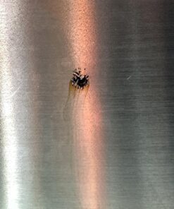 Innovative Home Stainless Steel Compost Bin Can with Double Filtered Lid, 1.3 Gallon 9 71HXe1gbfFL