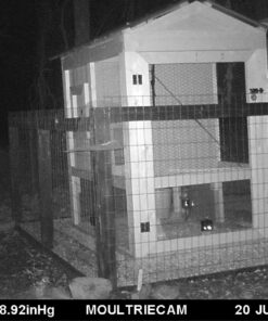 Predator Guard Solar Powered Predator Deterrent LED Light - Scares & Deters Nocturnal Animals Away, Built to Repel Coyote, Fox, Skunk, Bear, Racoon & Wild Creatures - Protect Your Property! 1 33 71HZtTNBuoL