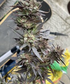 Advanced Nutrients GL525050-12 Big Bud Liquid Fertilizer, 250 mL.250 Liter, Brown/A .250 Liter 23 71HaAssAJWL