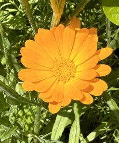 Hummingbird Nectar Wildflower Seeds Bulk Open-Pollinated Wildflower Seed Mix Packet, Non-GMO, No Fillers, Annual, Perennial Wildflower Seeds Year Round Planting - 1 oz 69 71HaVeMiYiL