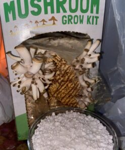 Back to the Roots Organic Oyster Mushroom Grow Kit, Harvest Gourmet Mushrooms In 10 Days 1 Count (Pack of 1) 85 71HdlOxyOL