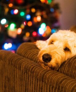 Sony 55mm F1.8 Sonnar T FE ZA Full Frame Prime Lens - Fixed Base 57 71HhZuy GXL