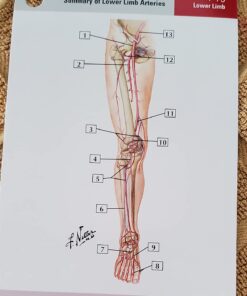 Netter's Anatomy Flash Cards (Netter Basic Science) 27 71HjL4JcPEL