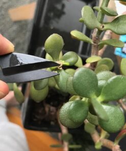 Bonsai Pruning Scissors 5 PCS, Small Pruner Shears, Bud Leaves Trimmer, Garden Shears for Plants, Gardening Clippers for Flower, Stainless Steel Bud and Bonsai Trimming Pruners Trimmers 24 71HjqubkgsL