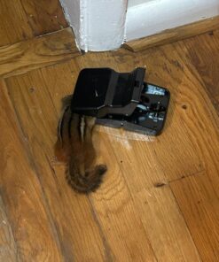 Kat Sense Rat Traps That Work Indoor & Outdoor for Instant Kill Results, Set of 8 Large Reusable Snap Traps for Mice Chipmunks 'N Squirrels 8 Piece 35 71Hk5myBkKL