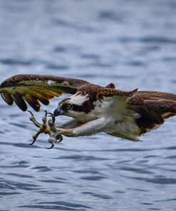 Nikon D500 DX-Format Digital SLR (Body Only), Base 99 71HmfPms3pL