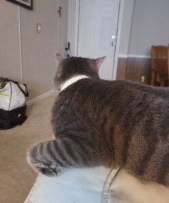 Hartz UltraGuard Plus Water Resistant 7 Month Protection Breakaway Flea & Tick Collar for Cats (3270094268) 36 71HmrKtDwVL