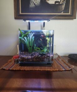 MarineLand Contour Glass Aquarium Kit with Rail Light 3-gallon 54 71HnCvgK8KL