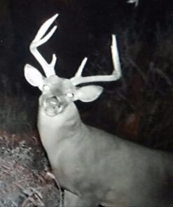 BoneView Protective Storage Case, Pocket Size Weather Resistant Shell and Zipper to Safely Store Your Deer Hunting and Scouting Accessories (Orange) 8 71HnaVgqadL