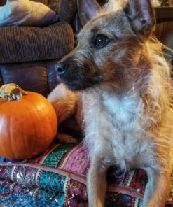 Purina Busy With Beggin' Made in USA Facilities Small/Medium Breed Dog Treats, Twist'd - 10 ct. Pouch Bacon 31 71HnmP6itL