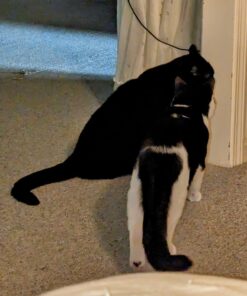 Catit Senses 2.0 Self Grooming Cat Brush and Interactive Cat Toy 24 71Ho8JbNtLL