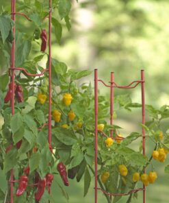 Gardener's Supply Company Pepper and Eggplant Support Stakes | Vegetable Garden Support Cages | Set of 3 - Red 6 71Hp0k pCL