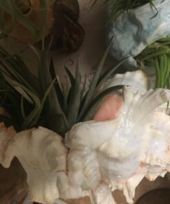 US Shell, 1 Piece, Murex Ramosus Sea Shell, 7 to 8 Inch Size 21 71HqEA12u4L