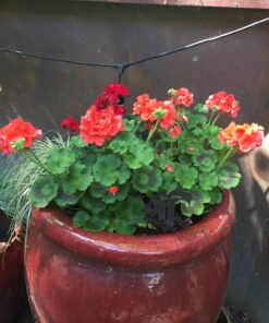 Miracle-Gro Pour & Feed Plant Food, Fertilizer Instantly Feeds Live Plants, For Outdoor & Indoor Plants in Containers, 32 oz. 20 71HsyBI6L