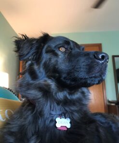 Embark Breed Identification Kit | Most Accurate Dog DNA Test | Test 350+ Dog Breeds | Breed ID Kit with Ancestry & Family Tree 56 71HuiGade0L