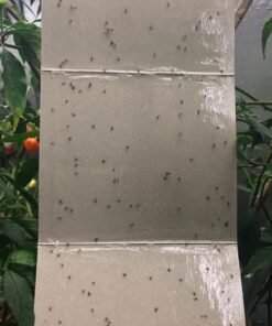 Yellow Sticky Aphid Whitefly Trap Pack of 15 39 71Hv jonU4L