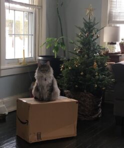 Mele and Co. Richmond Wooden Jewelry Box (Walnut Finish), Medium 17 71HwNivcLL