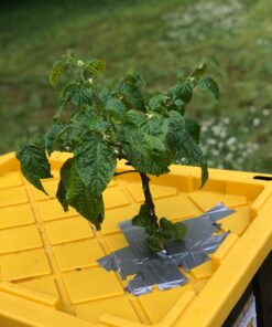 Moruga Scorpion Pepper - Grow Your Own Hottest Pepper in the World! - 2,000,000SHU 3oz/85gr 33 71I156v0WBL 1